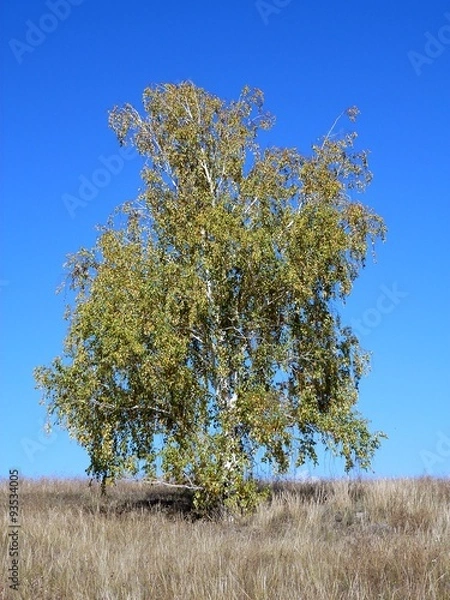 Obraz Одинокая берёза на вершине Усинского кургана