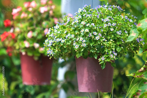 Fototapeta Small flowers in hanging pots.