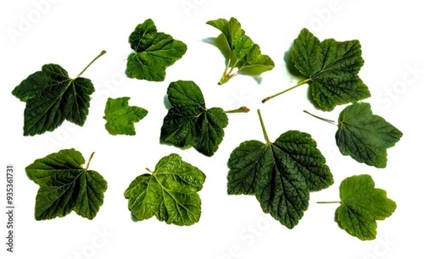 Obraz Green leaves of black currant on a white isolated background