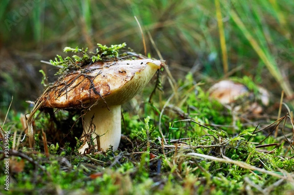 Fototapeta Greasers in the forest