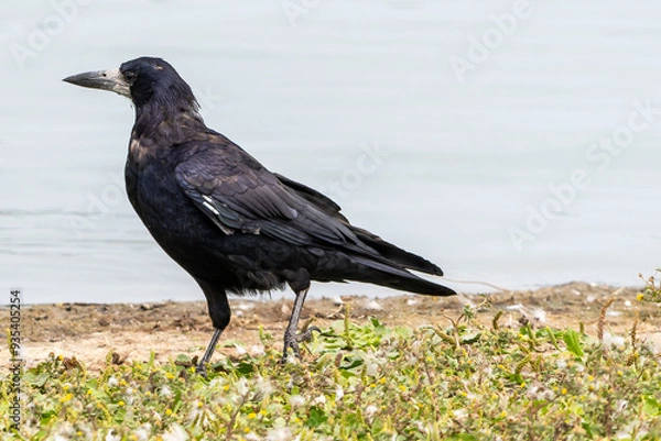 Fototapeta Saatkrähe
