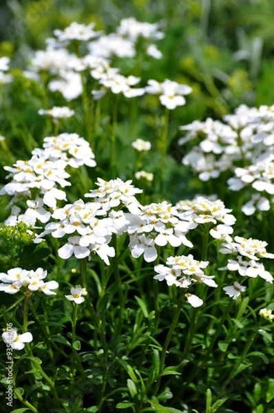 Fototapeta Immergrüne Schleifenblume