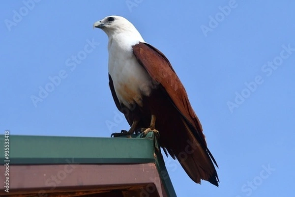 Fototapeta A sea eagle rests of the corner of roof. He is seen in profile, with a blue sky behind him. His head and chest are white, with a brown body, wings and tail.