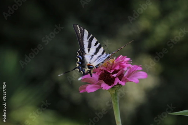 Fototapeta Butterfly with colorful flowers