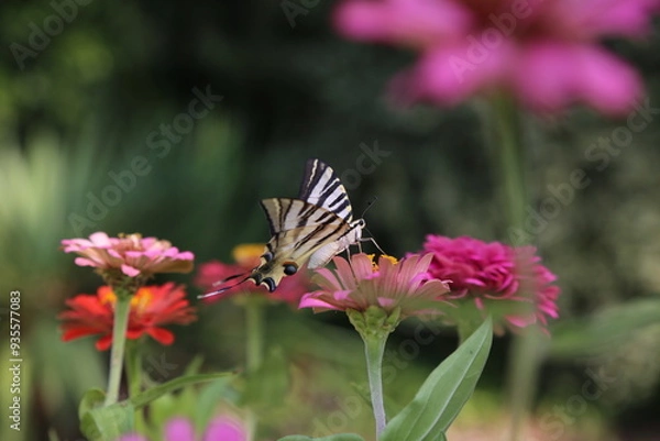 Fototapeta Butterfly with colorful flowers