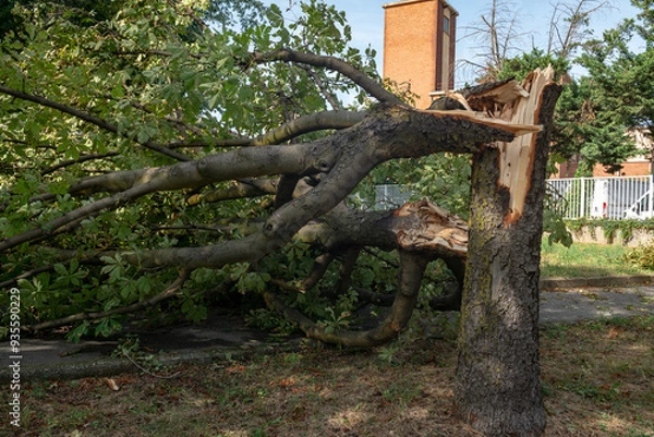 Fototapeta trees felled and trunks broken by strong gusts of wind on the city, extensive damage caused by the climate, tornado and powerful storms. summer weather news on climate emergency. 