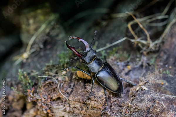 Fototapeta Lucane Cerf-volant mâle