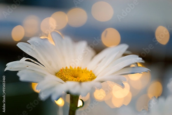 Fototapeta Margerite