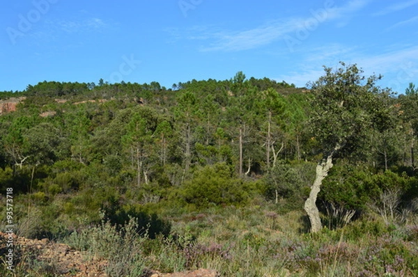 Obraz Forêt méditerranéenne