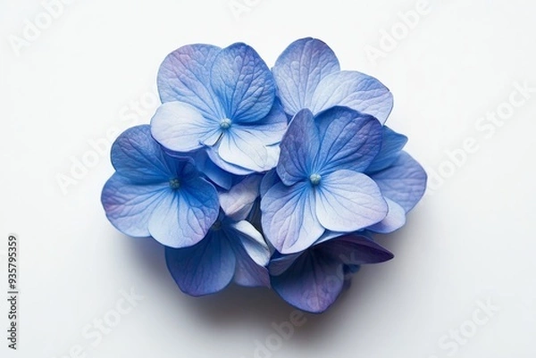 Fototapeta A close-up view of a cluster of blue hydrangea flowers showcasing their vibrant blue petals and intricate details against a white background, perfect for florists.
