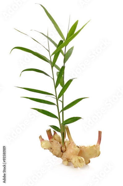 Obraz Świeży imbir izolowany na białym tle