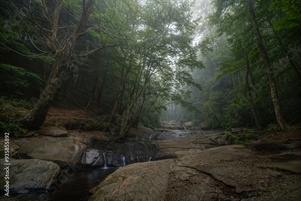 Obraz stream in the forest