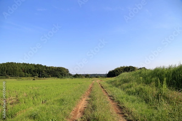 Fototapeta 森まで続く里山のあぜ道
