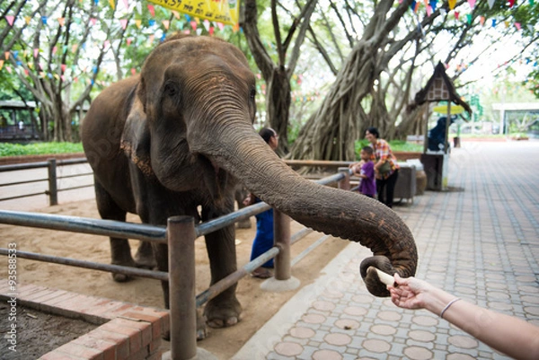 Obraz Elephant in zoo
