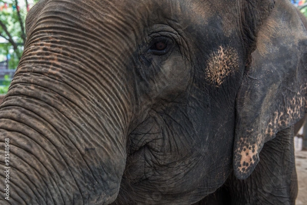 Obraz Elephant in zoo