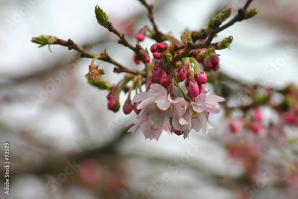 Obraz pink flowers in springtime