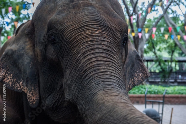 Obraz elephant in zoo