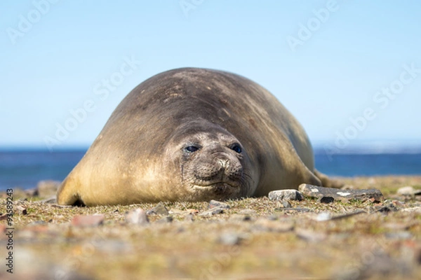 Obraz Southern Elephant Seal cow (Mirounga leonina)