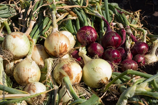 Obraz Red and yellow onion harvest collection