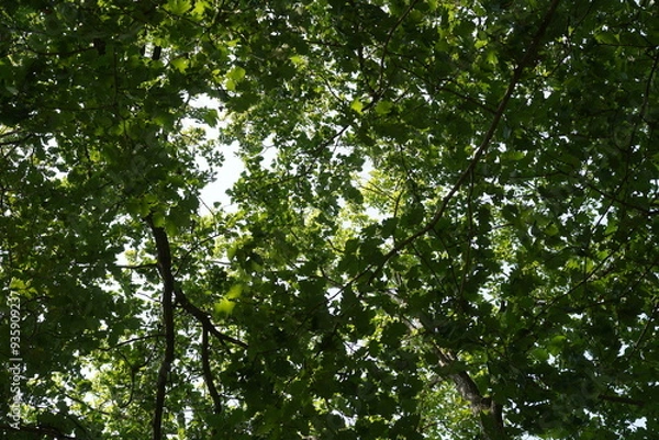 Obraz Grüne Battlandschaft von Eichen im Sommer