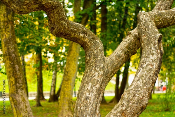 Obraz Unique curved magic tree in park
