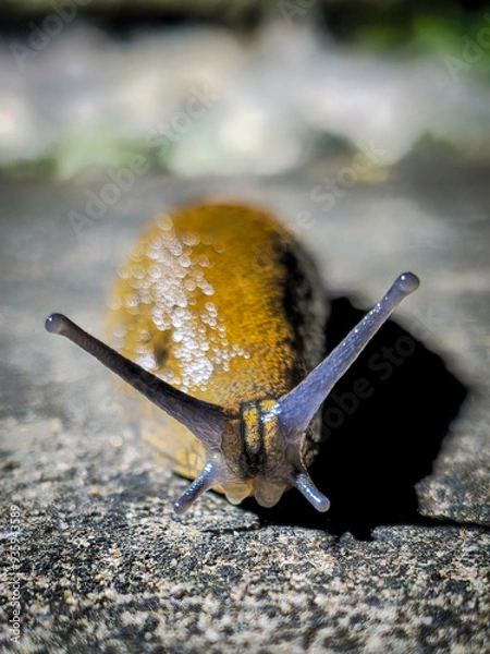 Obraz slug on a stone