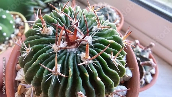 Obraz cactus in a pot 