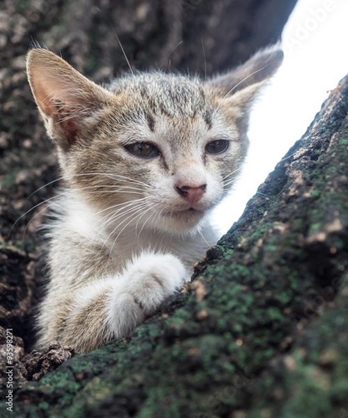 Obraz Pity cute kitten on tree