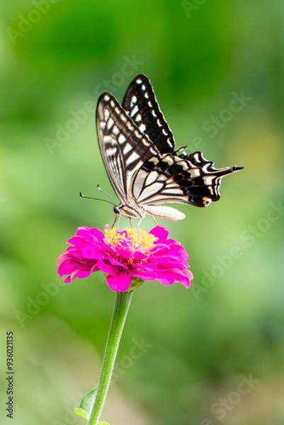 Fototapeta 花壇の花にアゲハチョウがやってきた