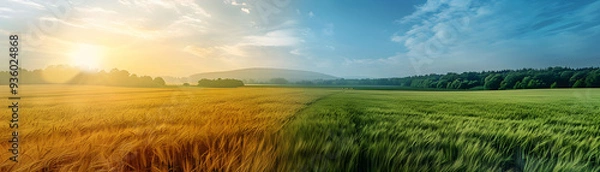 Fototapeta Morning and Evening Fields Time lapse: Dreamy Photo Realistic Agricultural Cycle Symbolism