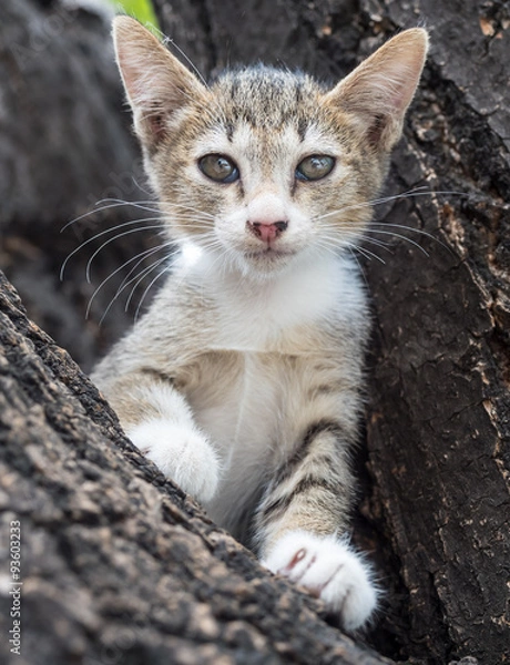 Obraz Pity cute kitten on tree