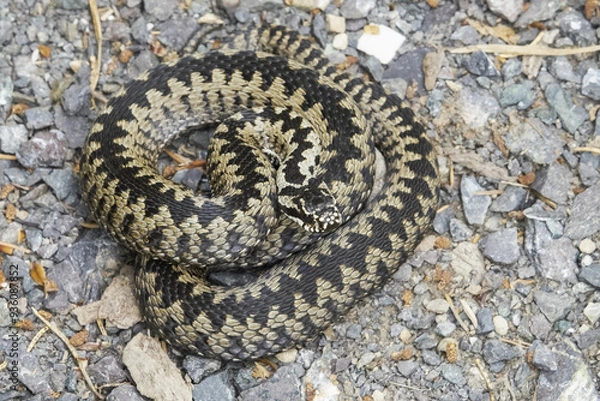 Fototapeta Vipera berus, also known as the common European adder