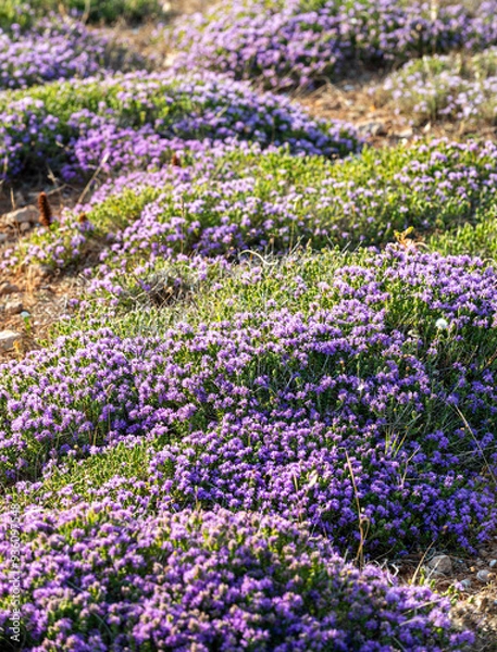 Fototapeta Purple flowering wild thyme in late spring in Sicily. Wild Thyme