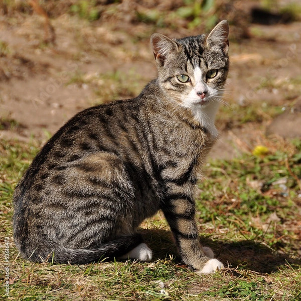 Obraz cute tabby cat portrait