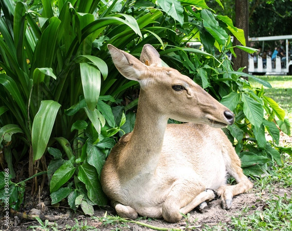 Obraz Dutch Stroop wafel