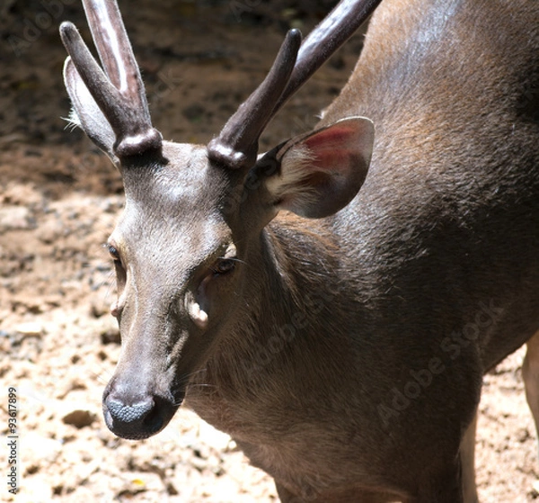 Obraz Dutch Stroop wafel