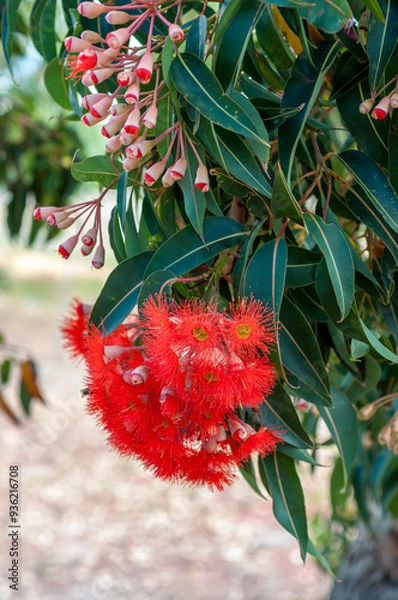 Fototapeta Image of Eucalyptus flowers, native to Australia, with bright red stamens surrounded by green leaves. The flowers grow in clusters on a eucalyptus tree, highlighting the plant's reproductive stage.