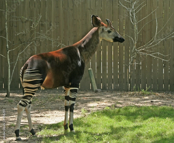 Fototapeta Okapi