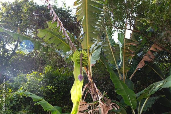 Fototapeta A close-up of vibrant green bananas hanging in a lush, tropical environment