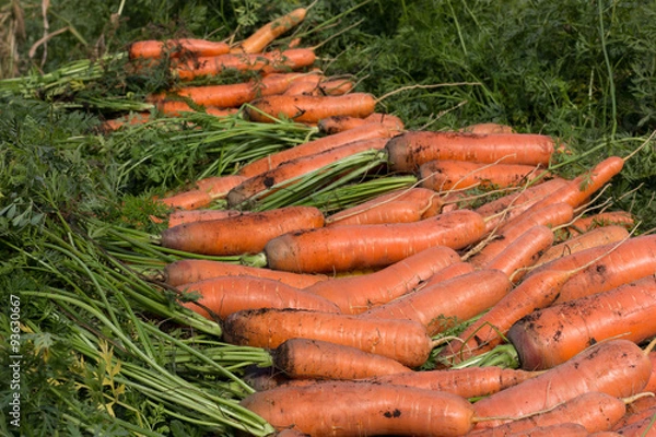 Obraz Fresh carrot