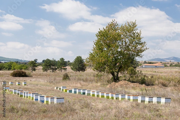 Obraz apiary