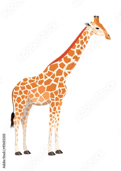 Fototapeta Giraffe