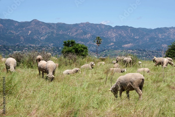 Obraz Grazing sheep on coastal southern California grassland with Santa Ynez mountains in the background