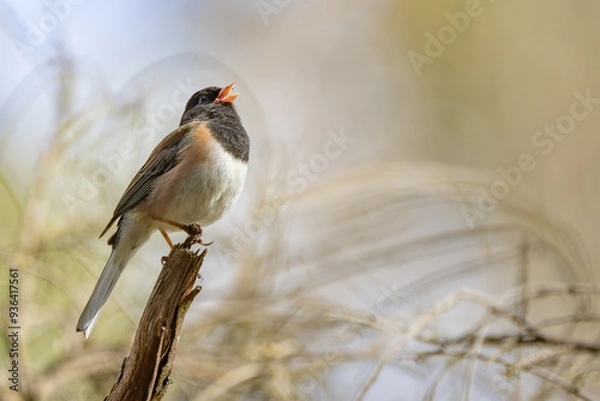 Fototapeta Beautiful Dark-Eyed Junco Singing in Springtime