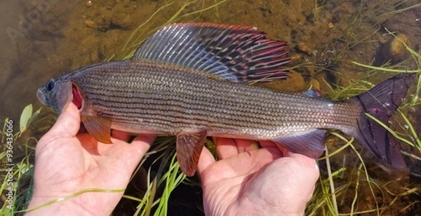 Fototapeta Fisherman holding a small grayling in Swedish Lapland in August 2024.