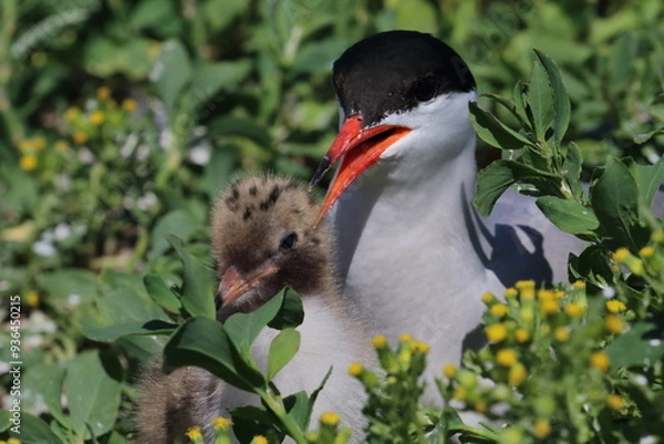Obraz tern with prey