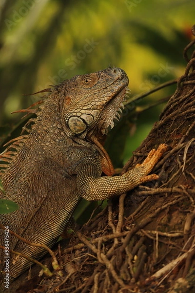 Obraz iguane