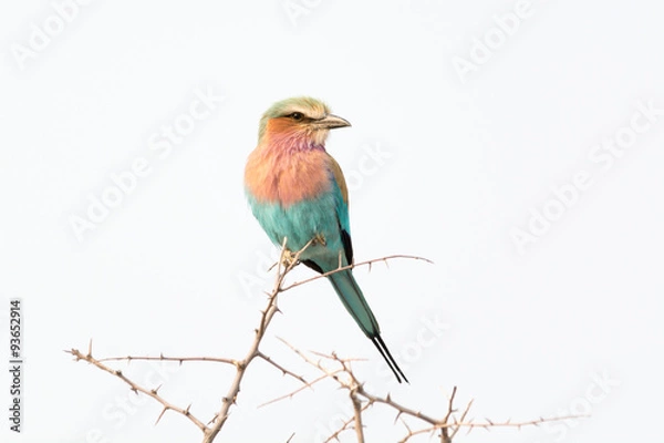 Fototapeta Lilac Breasted Roller.