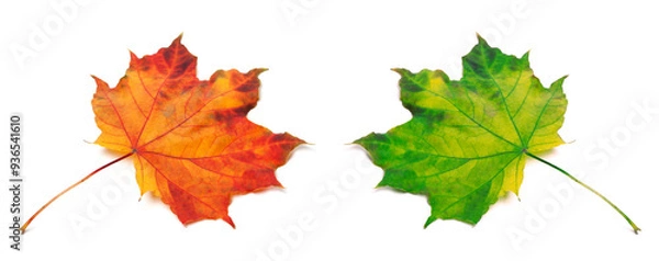 Fototapeta Orange and green autumn maple-leafs
