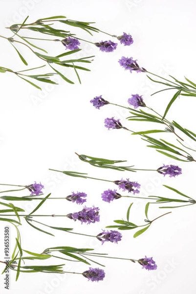 Fototapeta Lavender flowers on a light background